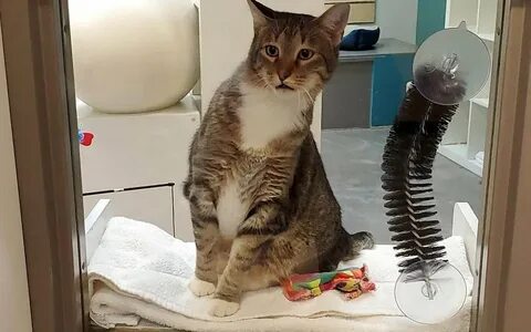 Выпусти кошку