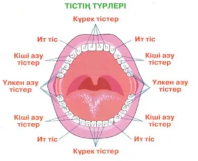 Тіс қынапшасының скриншоты
