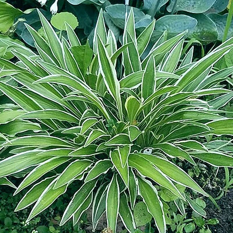 Хоста рипл эффект. Хоста сандхилл крейн. хоста &quot;sandhill crane&quot; (hosta). хоста longissima.