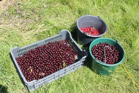 В 2 ведрах 29 2 килограмма черешни