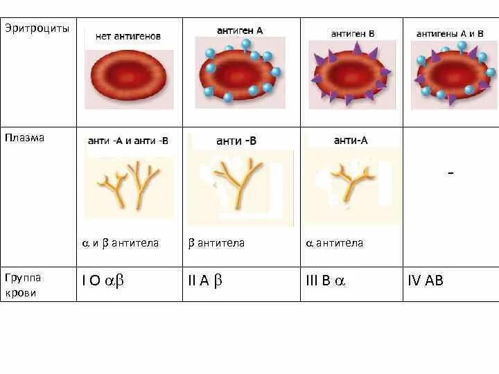 Строение антигенов на поверхности эритроцитов. Антигены эритроцитов 2 группы крови. Группы крови таблица антигены эритроцита антигены плазмы. 1 Группа крови антигены и антитела. Эритроцитарные группы крови