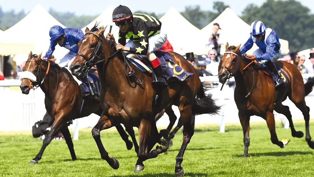 акынджи конница. вся королевская конница, вся рать. атака рыцарской кавалерии. королевская дворцовая кавалерия великобритании 1900. вся королевская конница.