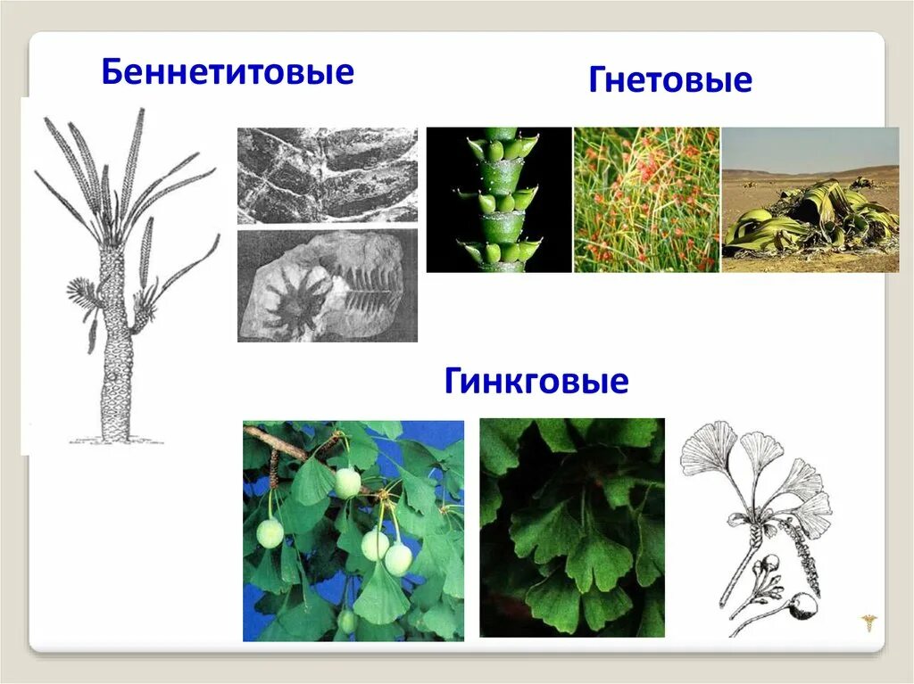 Саговниковые Гнетовые хвойные Гинкговые растения. Беннеттитовые Голосеменные. Класс Гинкговые Гнетовые. Высшие семенные растения. Семенные растения примеры 6 класс