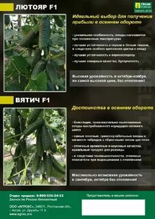 Огурец лютояр f1 описание отзывы
