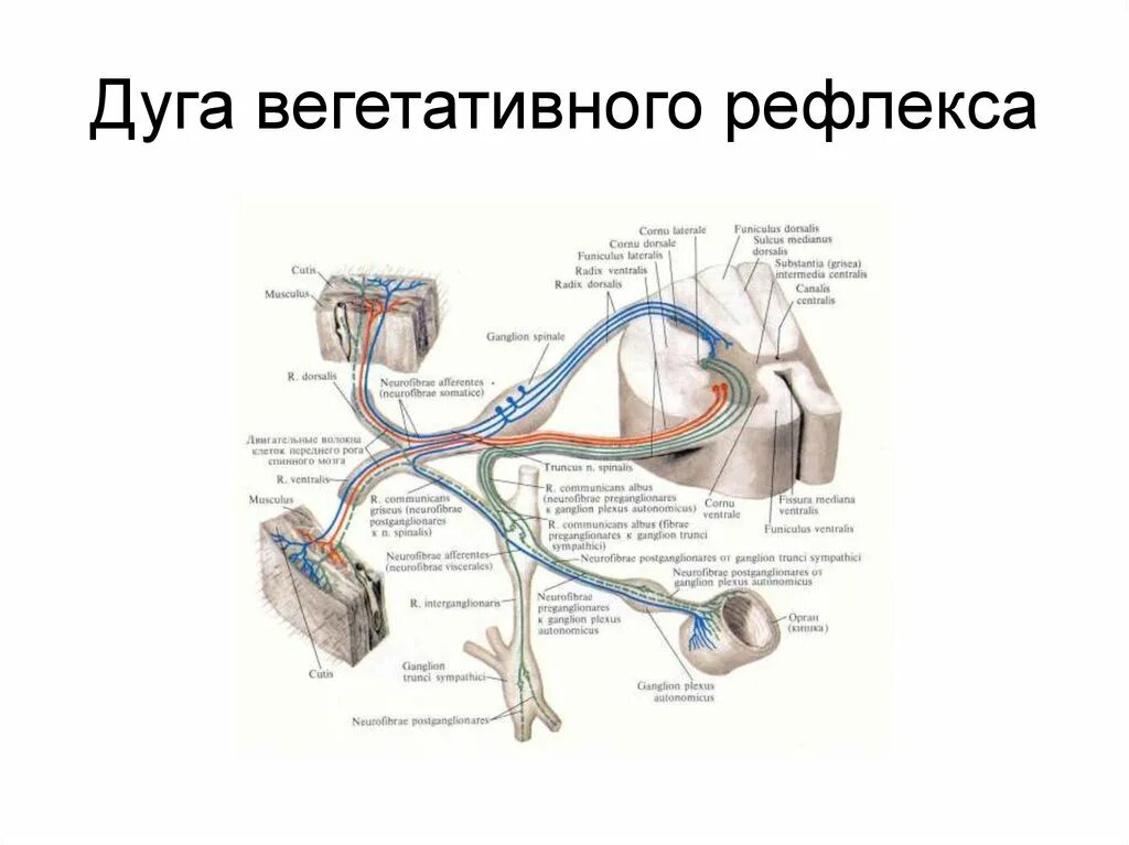 Дуги вегетативной нервной системы. Классификация рефлексов рефлекторная дуга. Схема вегетативного рефлекса физиология. Вегетативная рефлекторная дуга. Структура дуги вегетативного рефлекса физиология.