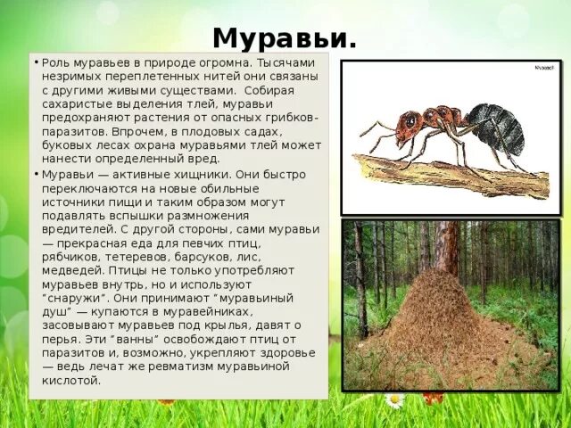 Лесной муравей тип развития. Сообщение о муравьях. Рассказ о муравьях. Информация про муравьев. Рассказать про муравья.