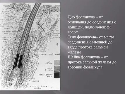 Устье волосяного фолликула