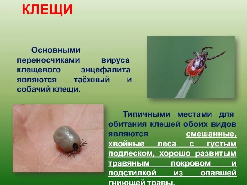 Представляют ли опасность для человека личинки таежного. Клещи клещевой вирусный энцефалит. Переносчики клещевого энцефалита. Укусы клещей клещевой энцефалит.