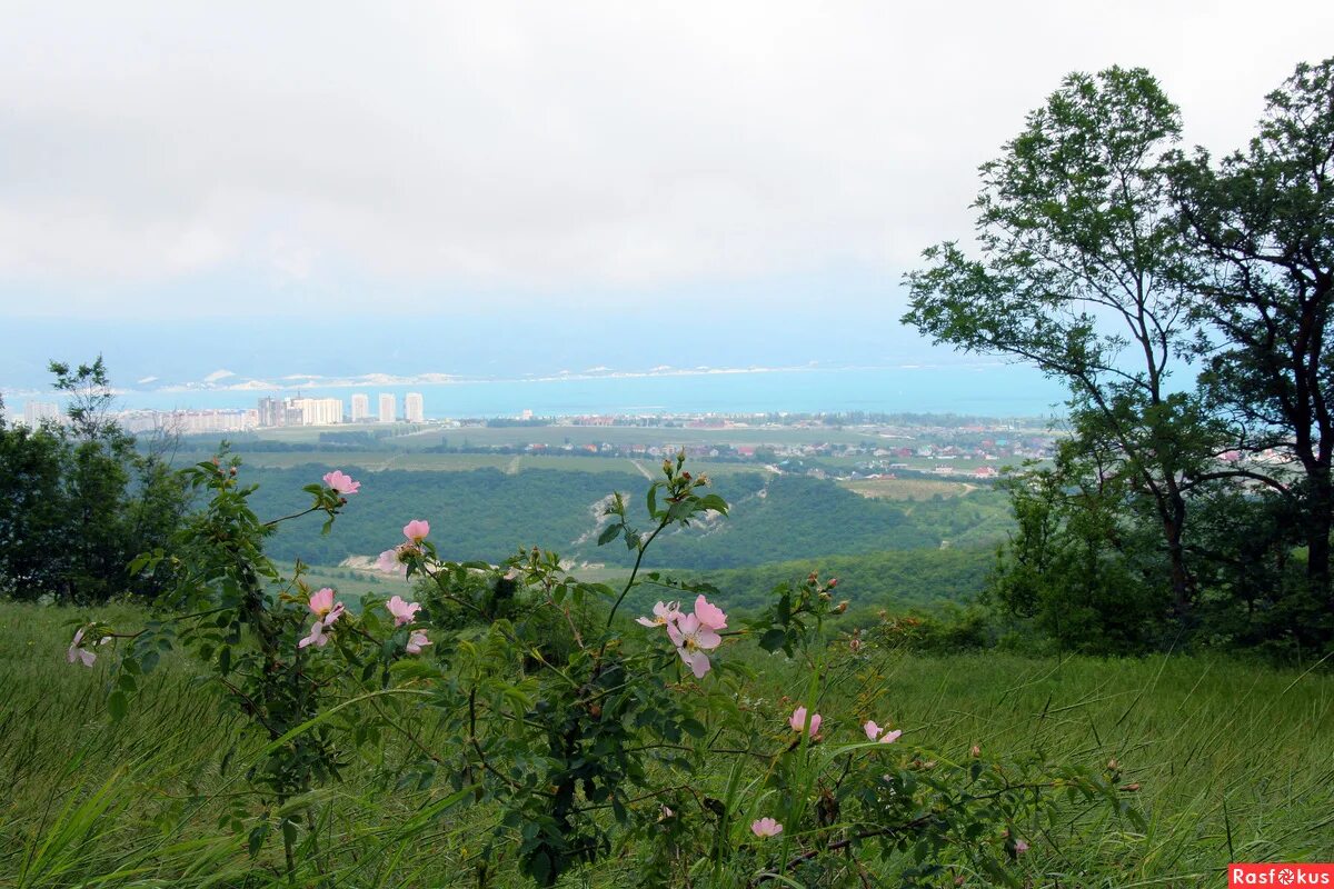 Цемесская роща новороссийск. Гора Мысхако, Краснодарский край. Гора Мысхако в Новороссийске. Гора Колдун вид с Мысхако Новороссийске.