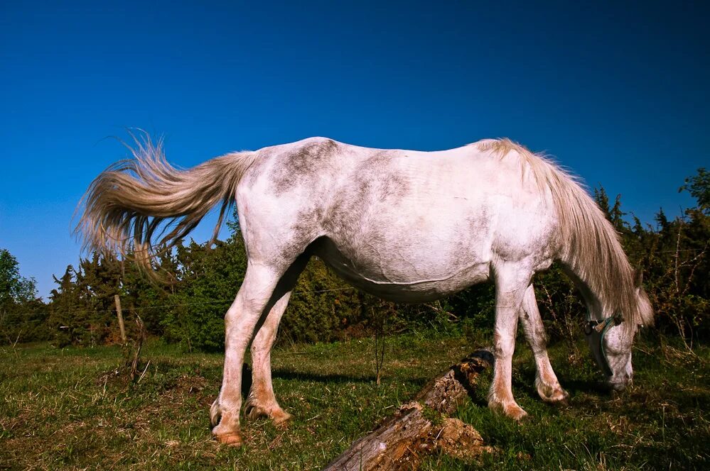 Сайт horse. Контеблю белая лошадь. Галерея белая лошадь. Камчатский лошадей. Русский белый лошадь.