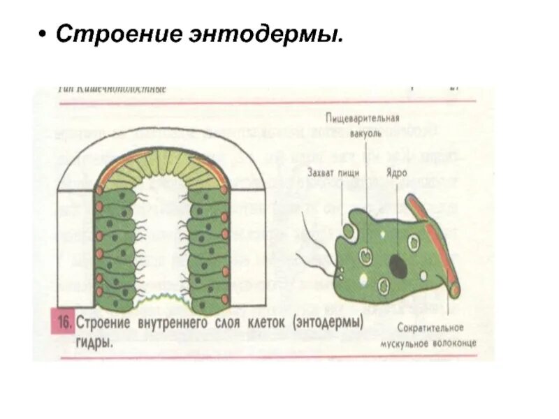Энтодерма состоит из клеток. Строение энтодермы кишечнополостных. строение железистой клетки энтодермы. клетки энтодерма у гидры рисунок. строение эктодермы гидры.