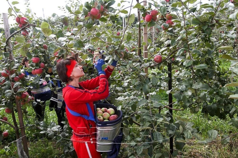 обувь рядами надпись. садовый центр сияние орск. сборы садовод. сияние природное земле. 1 кг винограда.