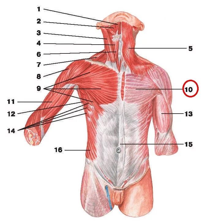 Передняя часть человека. Поверхностные мышцы грудины анатомия. Поверхностные мышцы груди анатомия. Грудинная фасция анатомия. Мышцы и фасции груди.