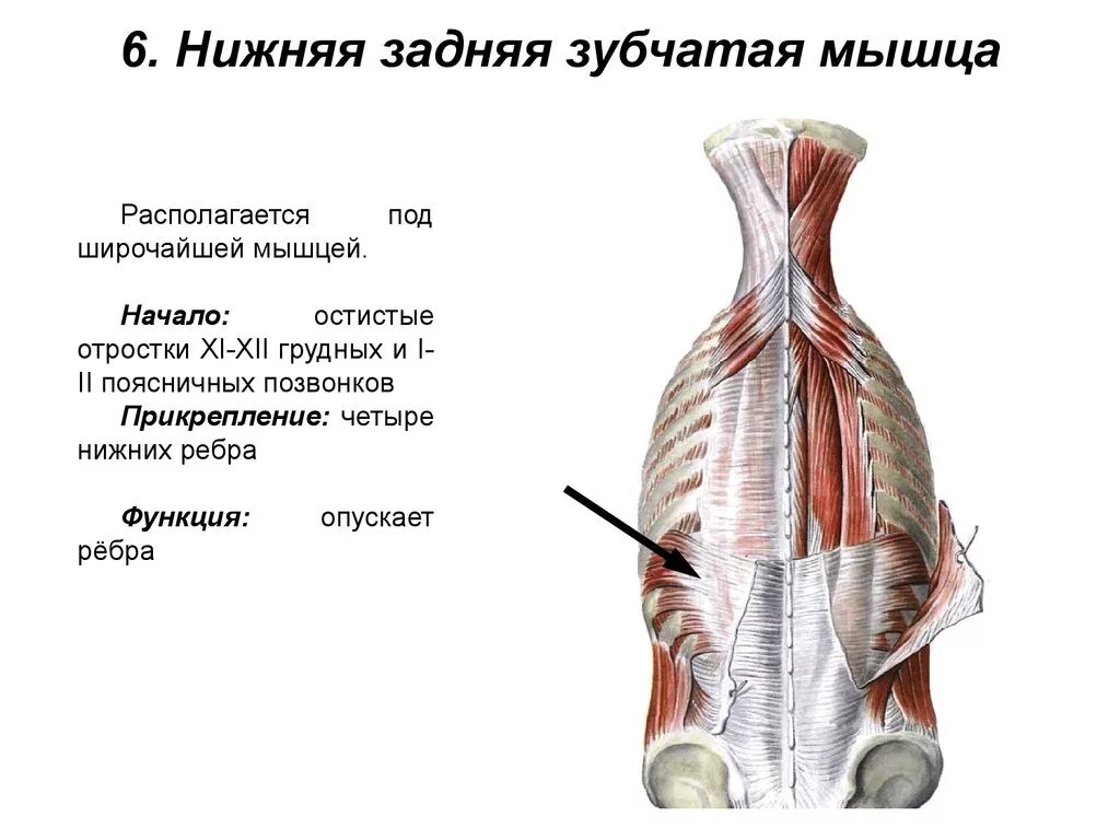 Нижняя задняя зубчатая мышца функции. Верхняя задняя зубчатая мышца функции и прикрепление. Нижняя задняя зубчатая мышца прикрепляется к. Нижняя задняя зубчатая мышца начало прикрепление функции. Диффузные мышцы