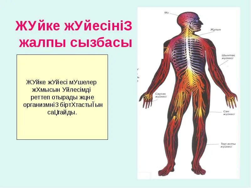 Жүйке жүйесі презентация. Жүйке жүйесі дегеніміз не. Жуйке. Ж?йке ж?йесі слайд.