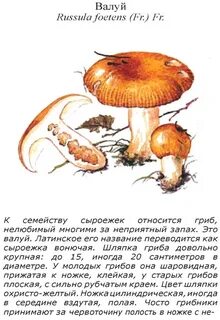 Гриб валуй описание