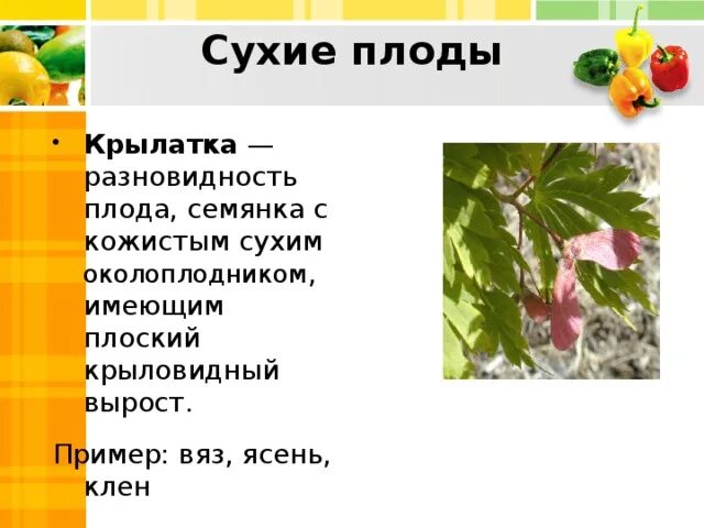 Распространение плодов и семян 6 класс конспект. Классификация плодов клен. классификация плодов крылатка. название плода клена. сухие плоды крылатка.