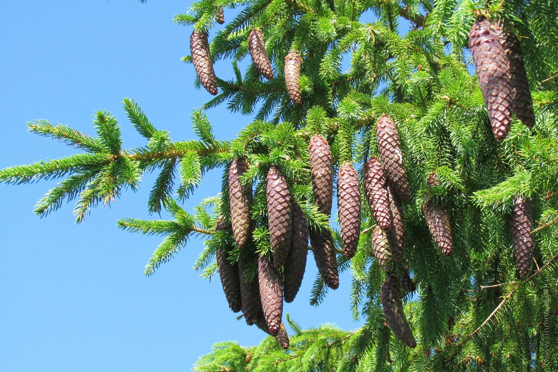 Ель европейская. Picea Abies Chub. Picea Abies Svaty Jan. Ель европейская раток.