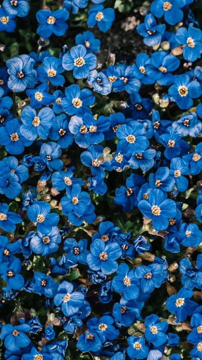 Мелкие цветы голубого цвета. Блуе Фловер. Сисюринхий голубоглазка. Синие цветы.
