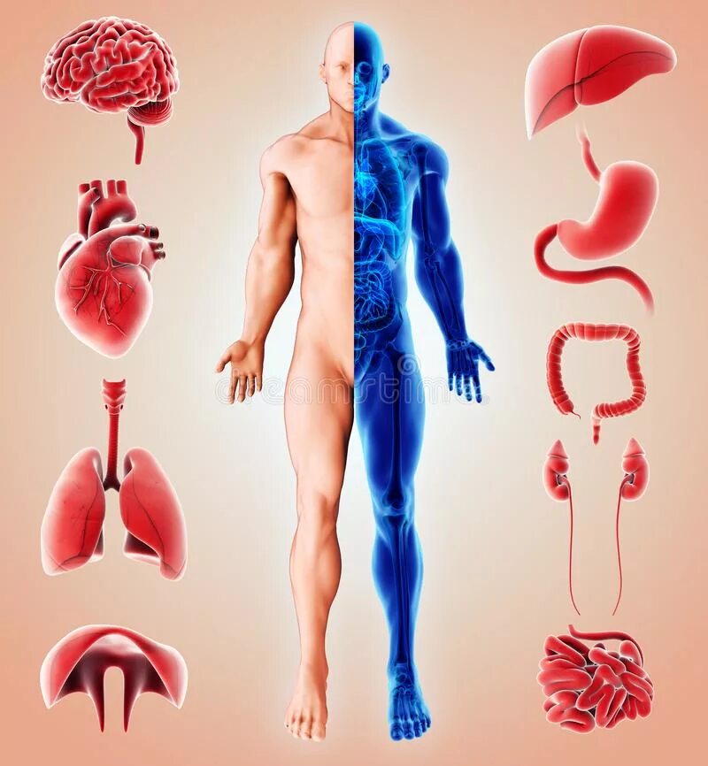 Большой орган человека. Большой орган человека. Самый тяжёлый внутренний орган человека. Печень человека эстетика. Внутренние органы.