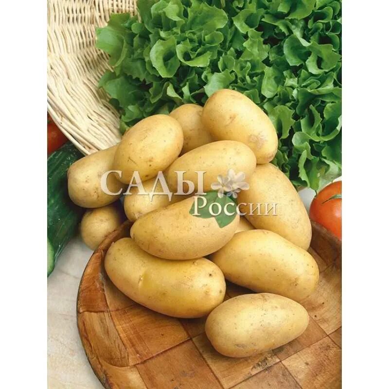 Колетте картофель характеристика отзывы. Сорт картофеля Колетте. Сорт картофеля Каратоп. Картофель семенной Венета. Колетте элита картофель.