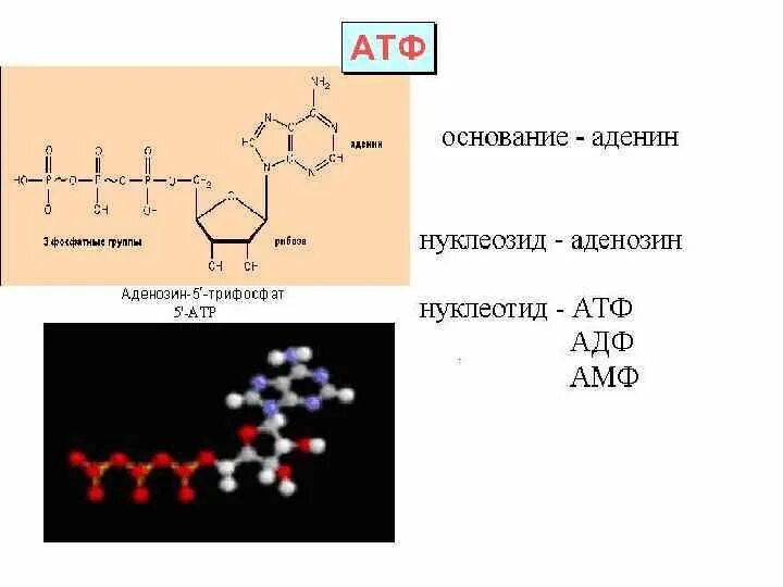 Атф адф ф. Атф аденозинтрифосфорная кислота. аденозинтрифосфорной кислоты (атф формула. аденозинтрифосфорная кислота формула. формула аденозинтрифосфорной кислоты.