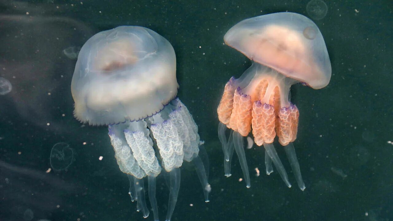 Чем опасны медузы. Черноморская медуза корнерот. Обитатели черного моря медуза корнерот. Медуза корнерот в черном море.
