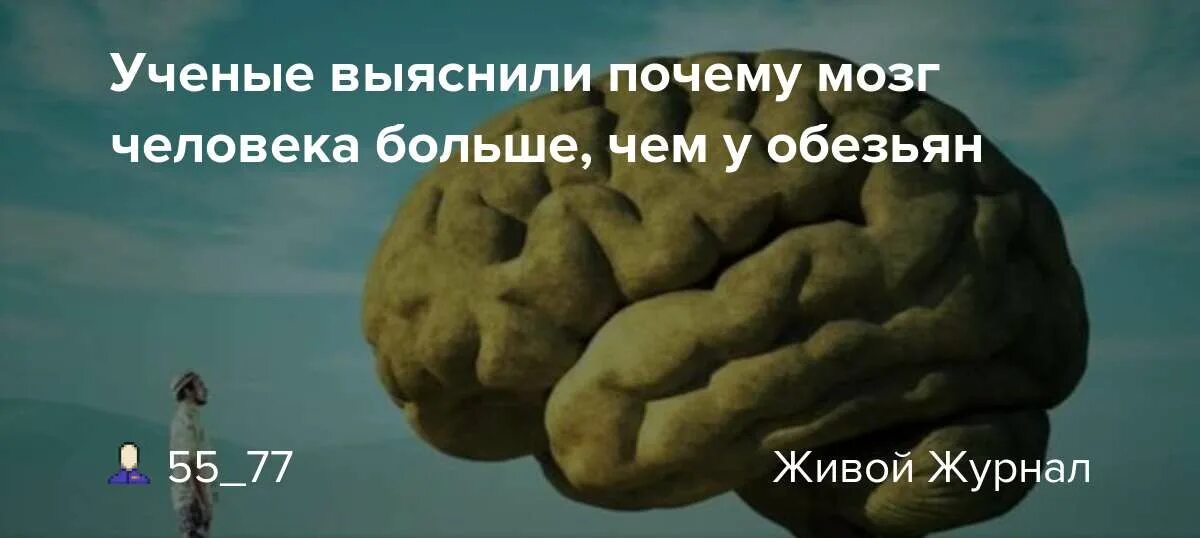 Почему без мозгов. Размеры мозга у великих людей. У обезьян мозг больше чем у человека. Желаю вам Здоровые мозги. Мозг размером с двух Кулаков.