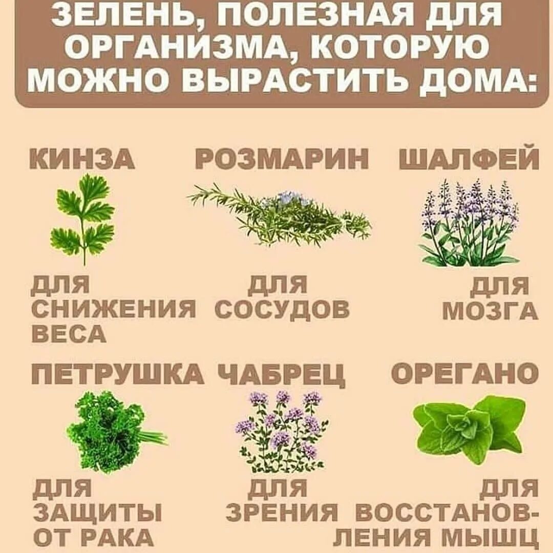 Значение слова зелень. Полезная зелень для организма. полезные травы. полезные травы для человека. полезные растения для организма.