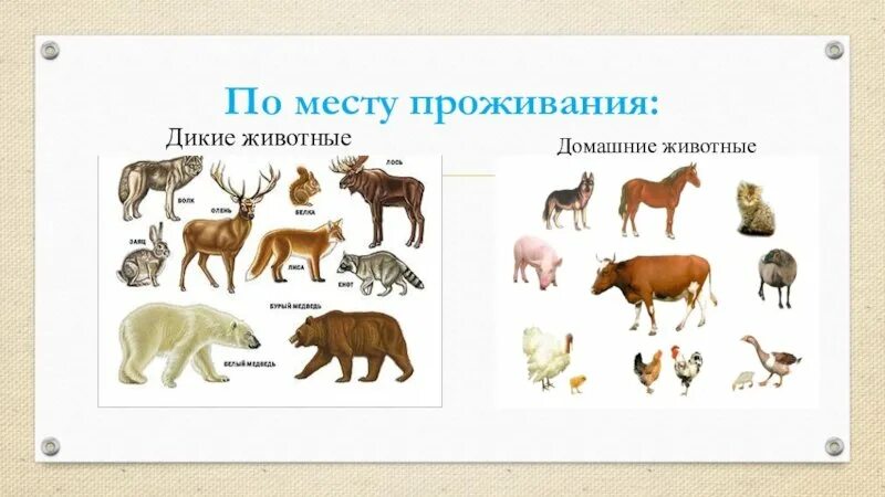 Млекопитающие делятся на группы. Домашние иджикие животные. Классификация домашних животных. Классификация домашние и Дикие животные. Домашние млекопитающие.