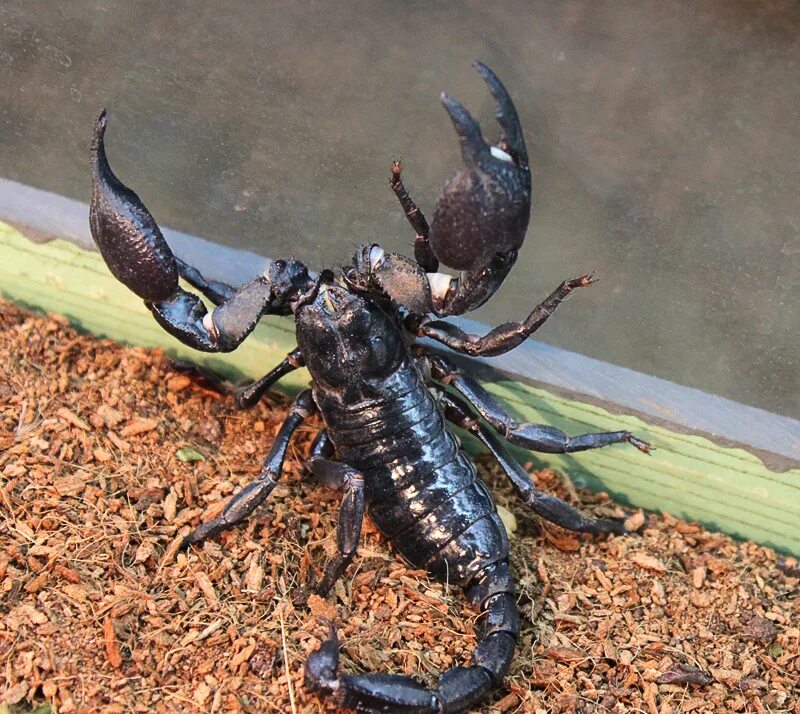 Heterometrus swammerdami Скорпион. Императорский Скорпион. Североамериканский Лесной Скорпион. Императорский Скорпион самый большой.