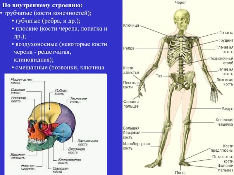 Скелет человека трубчатые кости. Трубчатые кости скелета. Скелет черепа кости губчатые трубчатые. Кости черепа воздухоносные плоские смешанные.