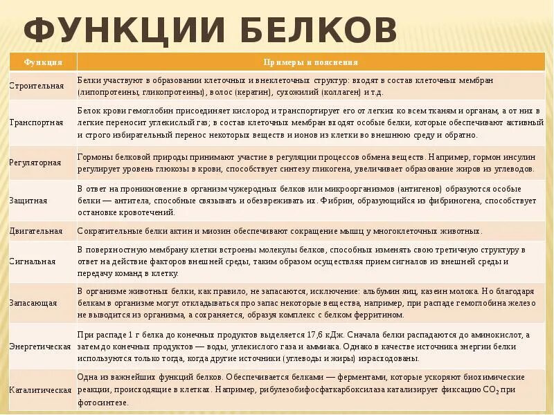 Команды пояснения. Биологические функции белков таблица. Основной функции белков в организме. Перечислите основные биологические функции белков. Функции белков с примерами таблица.