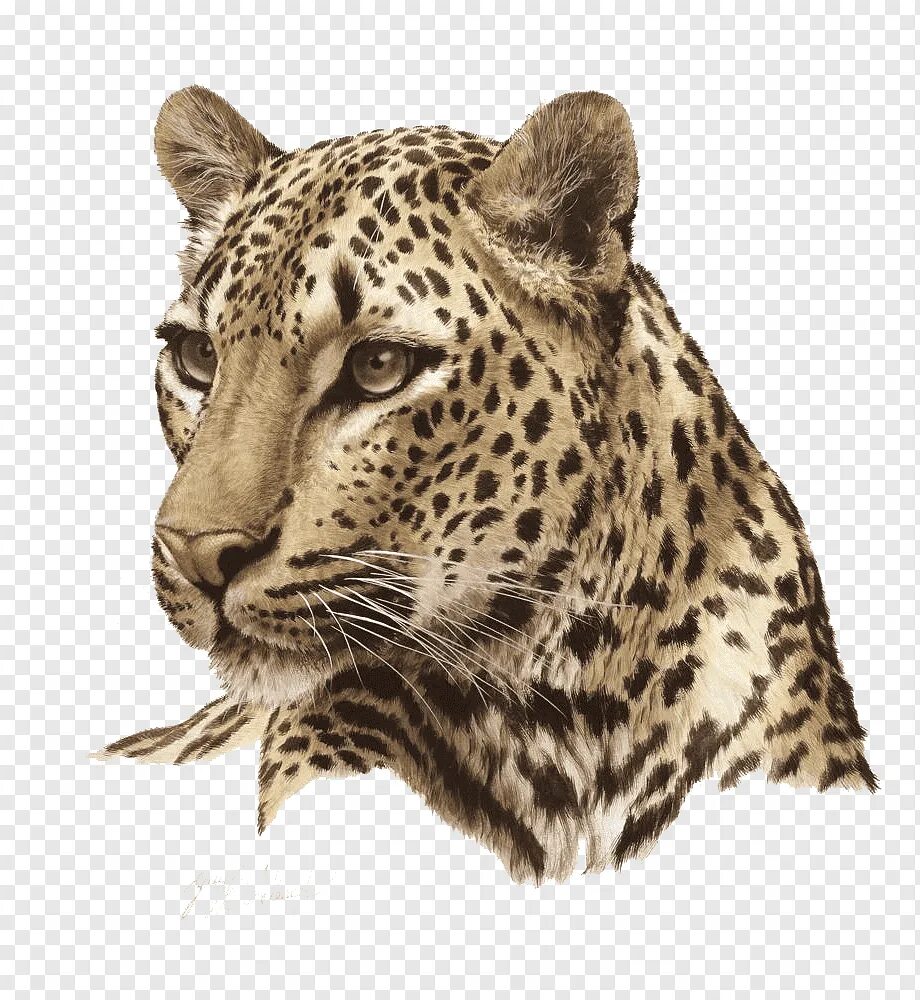 Рисунки в формате jpg. Переднеазиатский леопард. Переднеазиатский леопард вектор. Голова леопарда. Леопард морда.