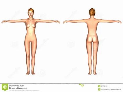 Human Body - Caucasian Female Stock Illustration - Illustration of medic, a...