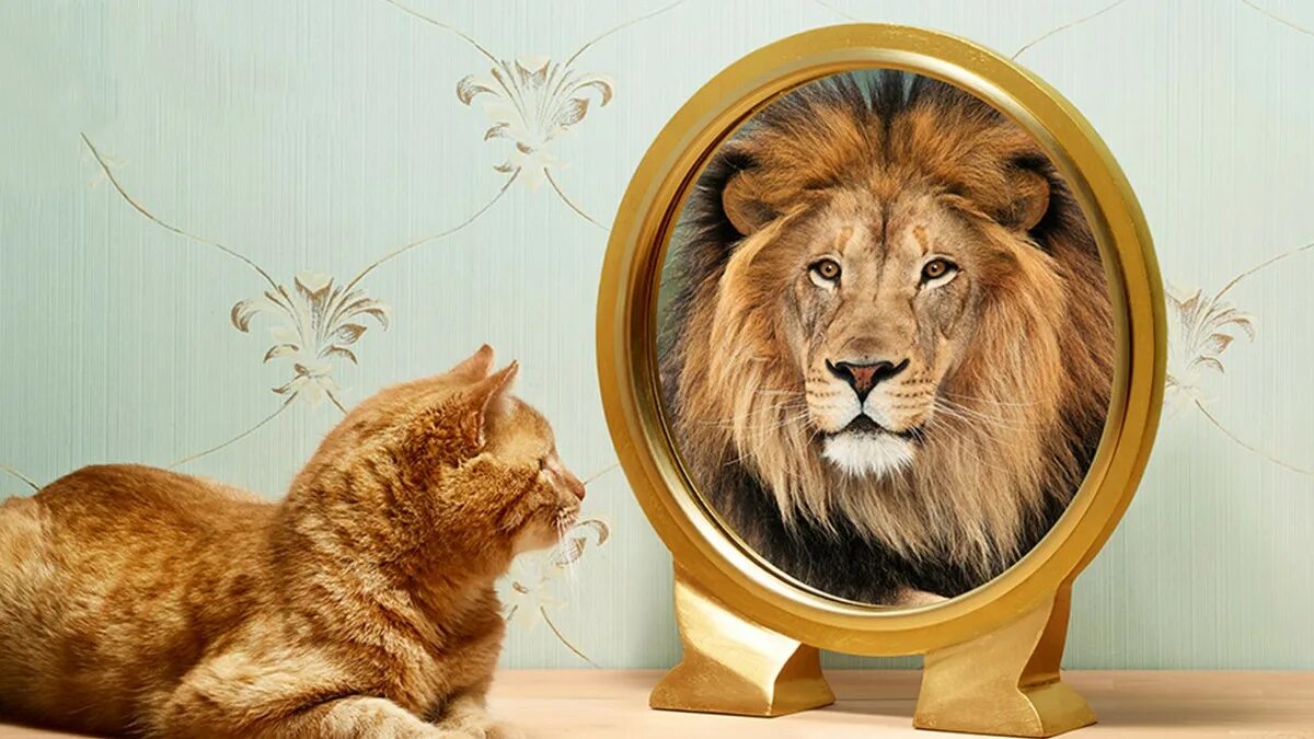 Кот лев. Лев в зеркале. Котенок в отражении Лев. Отражение Льва в зеркале.