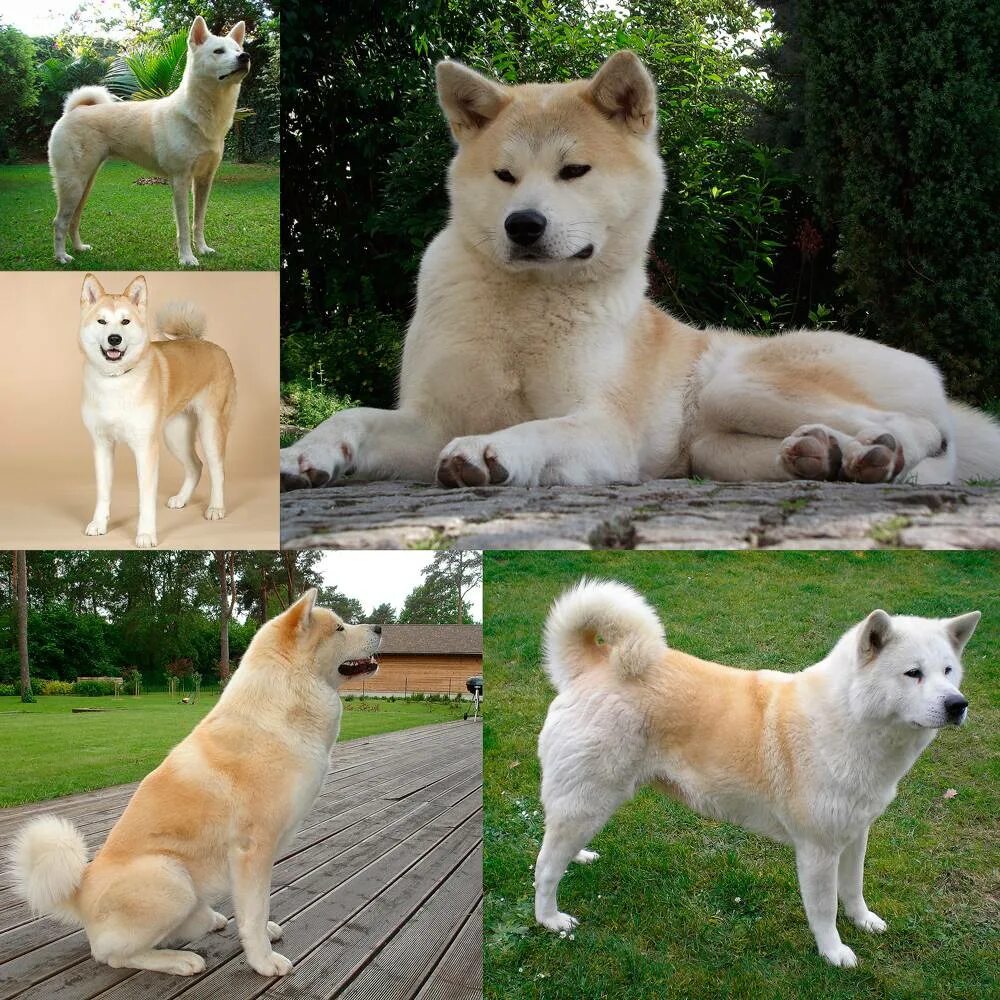 Японская Акита ину. Порода собак Акита. Акита-ину карликовый. Японская собака Акита ину мини.