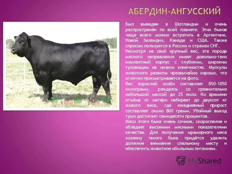 Телята породы абердин ангус. Абердин-ангусская корова. Порода крс абердин. Абердин порода коров характеристика. Характеристика абердин ангусской породы коров.