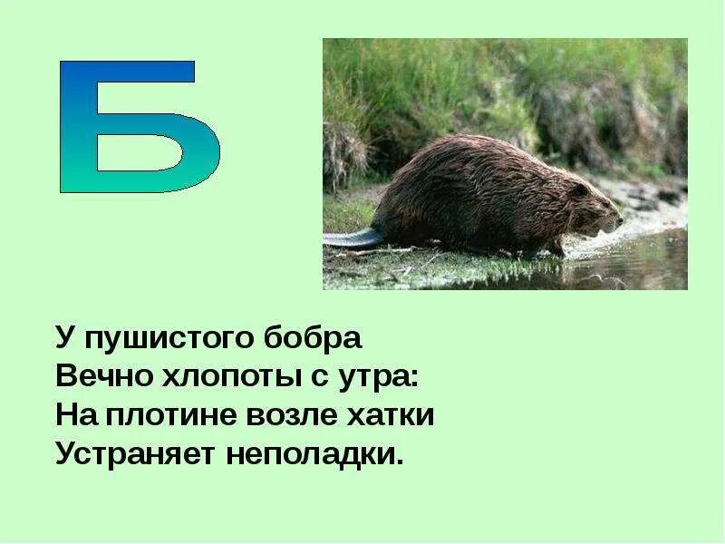 Загадка про бобра. Загадка о бобрах. Загадка Бобр. Стихи о бобрах. Бобр стих.