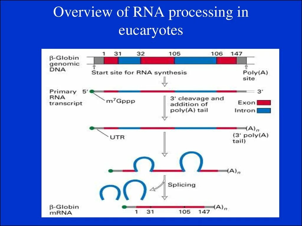 Этапы процессинга РНК. Опишите процессинг РНК. Процессинг и сплайсинг РНК. Процессинг РНК этапы. Процессинг белка этапы