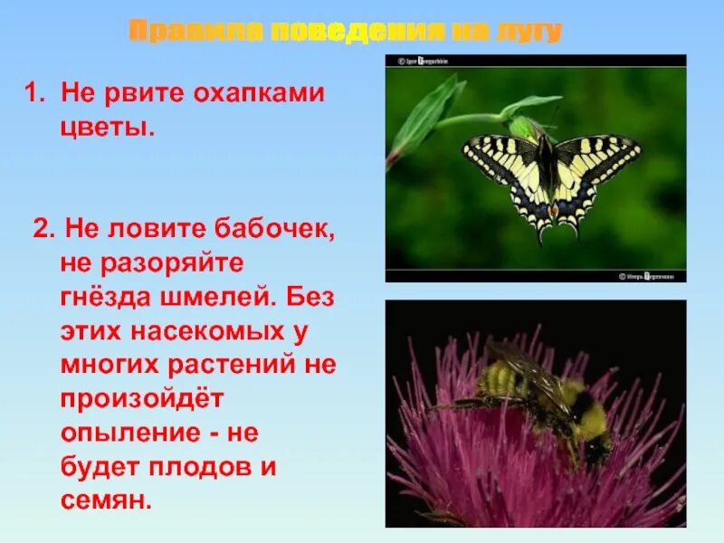 Правила поведения на лугах. Правило поведения на лугу. Правила поведения человека на лугу. Презентация на тему луг.