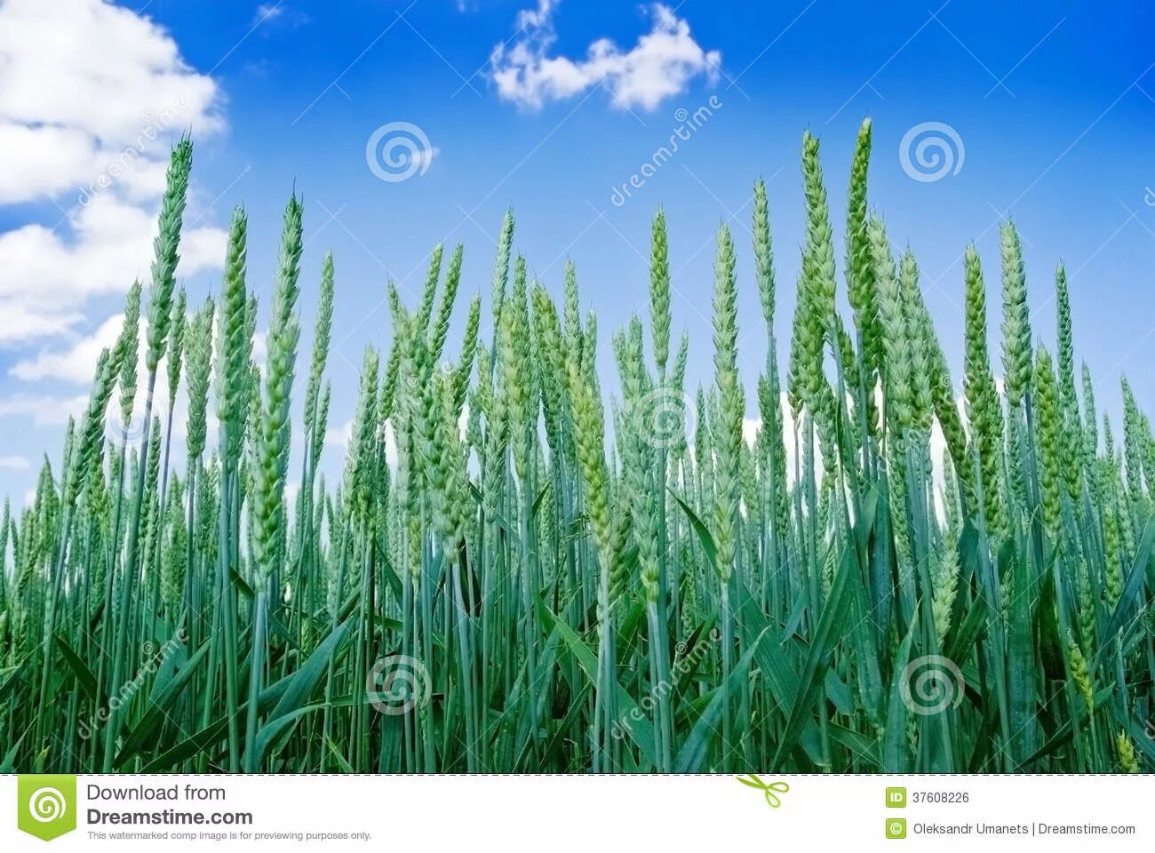 Green ears. Зеленые колосья. Green Wheat Blue Skies.