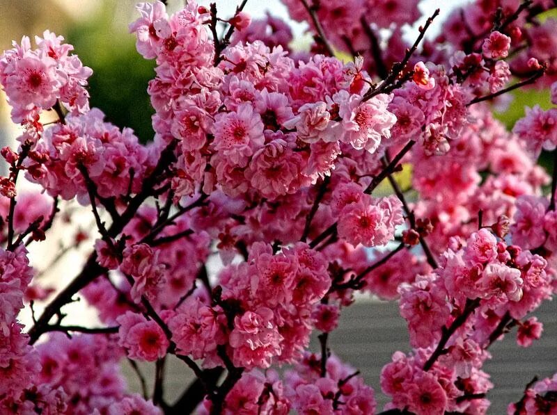 Как цветет персиковое дерево. Персик дерево цветы. Цветущий персик. Цветущее дерево персика. Цвет персик.