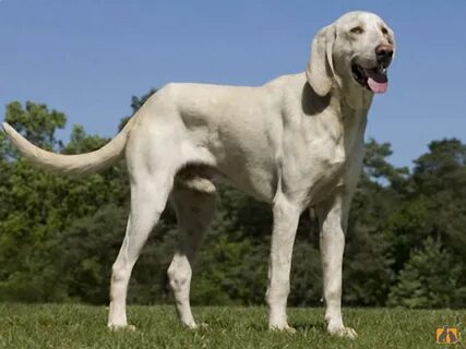 Bills dog