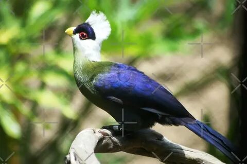 White crested