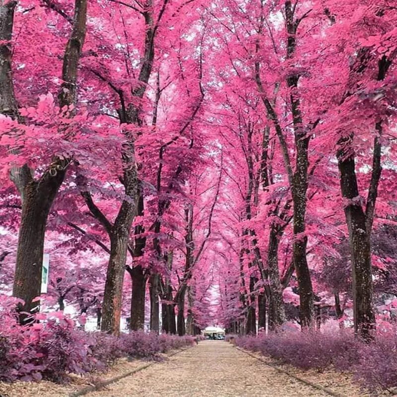 Розовые картинки. Розовое дерево. Розовый лес. Розовый пейзаж. Розовая природа.