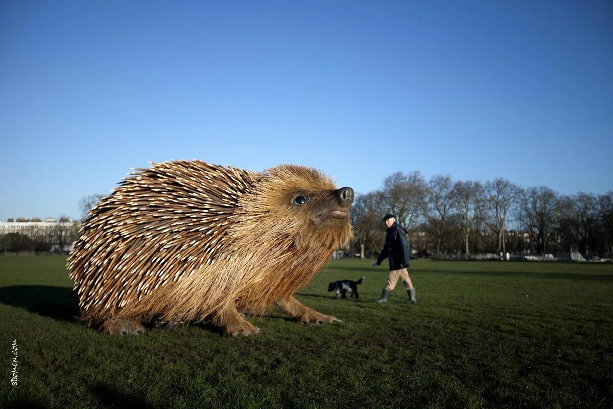 Самый крупный еж. Ежик в парке london’s clapham common. самый большой ёж в мире. самый большой ёжик в мире живой. ёжик гигант.