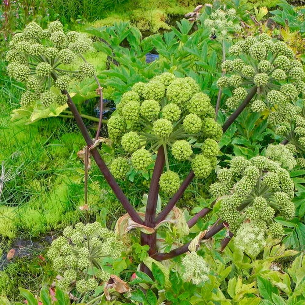 Подскажи растение. Дягиль – archangelica officinalis. Дудник дягиль. Дудник Ангелика дягиль. Дягиль Дудник лекарственный.