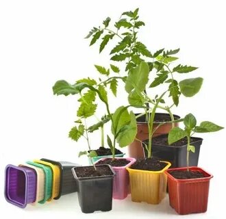 Plant 2017