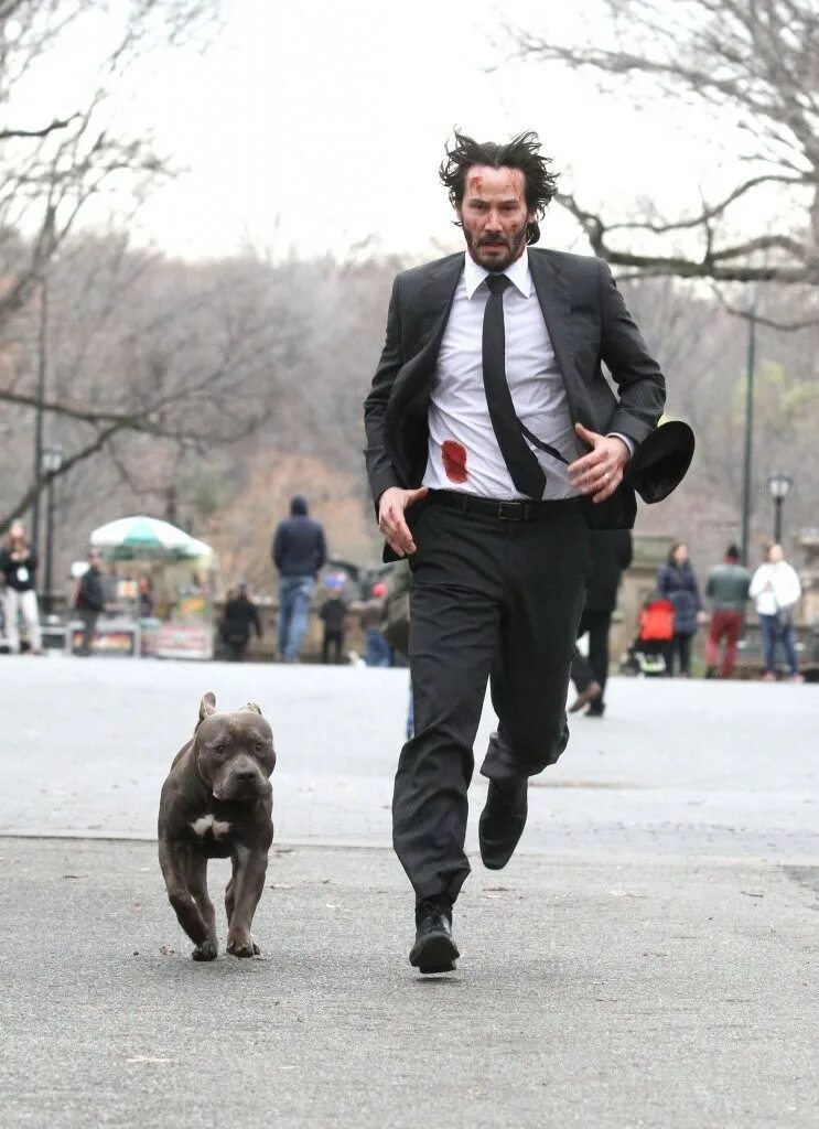 бигль джон уик. джон уик 1 щенок джона. киану ривз и бигль. киану ривз с собакой. киану ривз порода собаки в фильме джон уик 3.